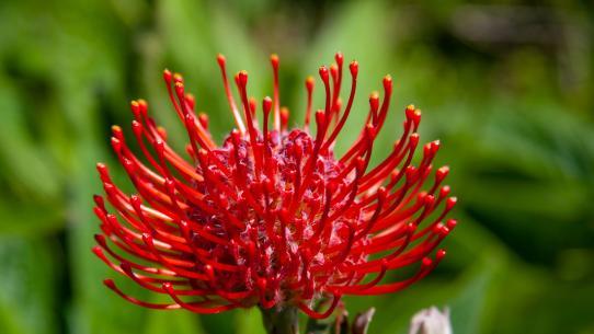 Vibrant tropical bloom